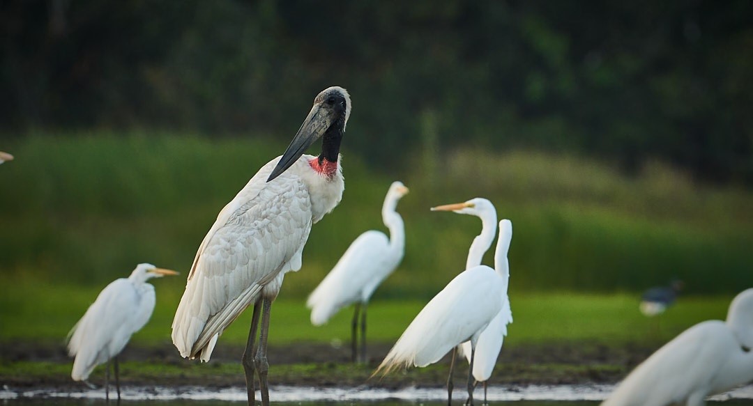 Ciconiformes Ciconiidae