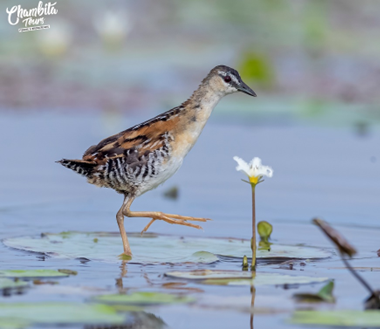 Gruiformes Rallidae