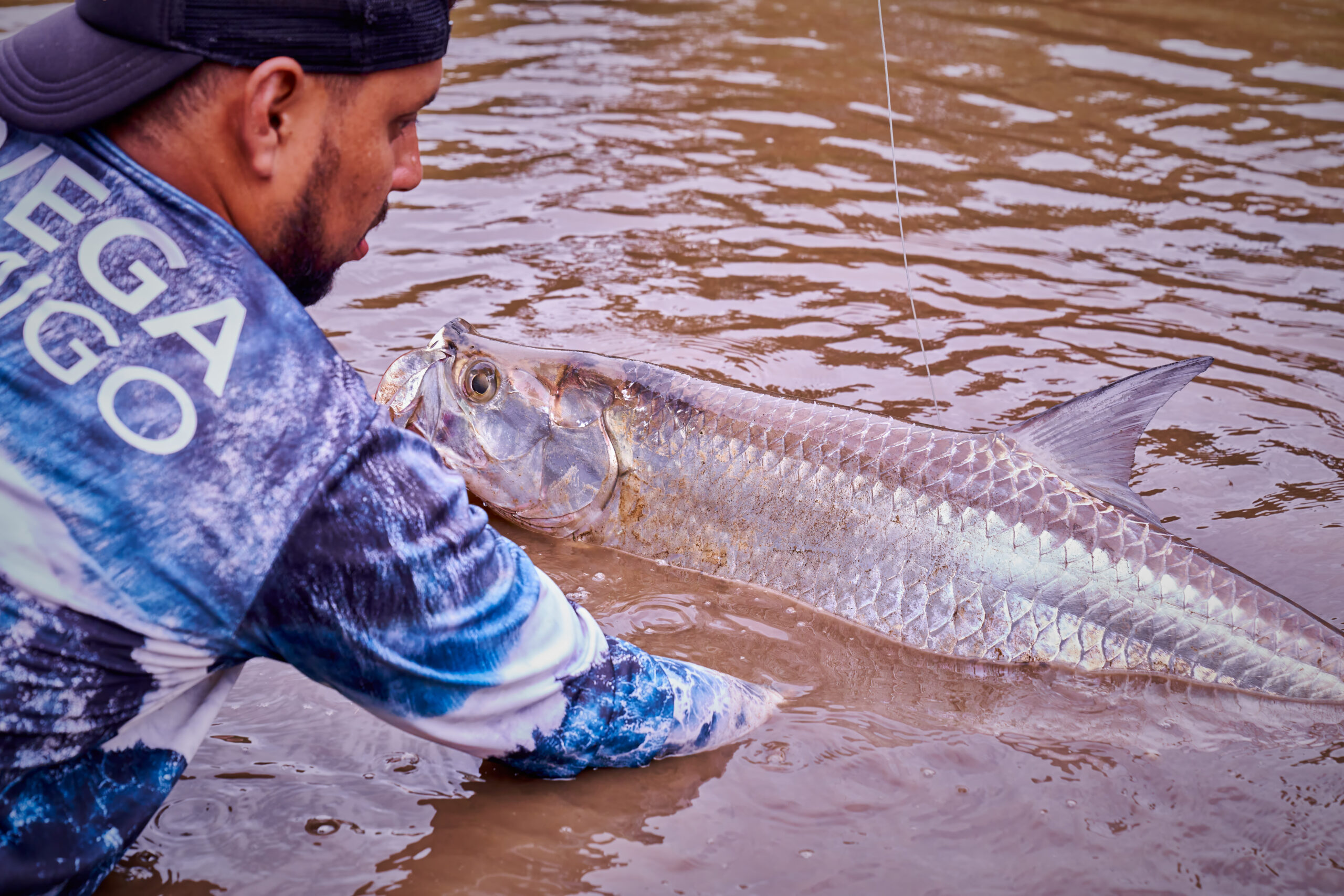 Megalops atlanticus Tarpon