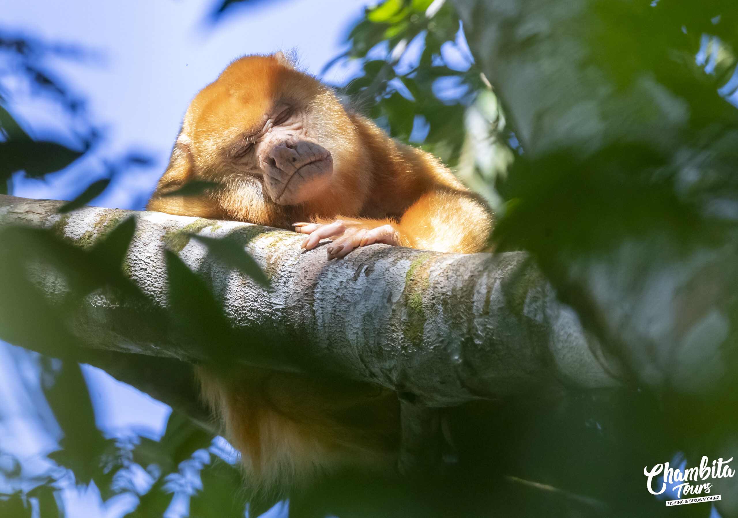 Alouatta palliata palliata