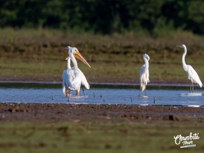 American White Pelican