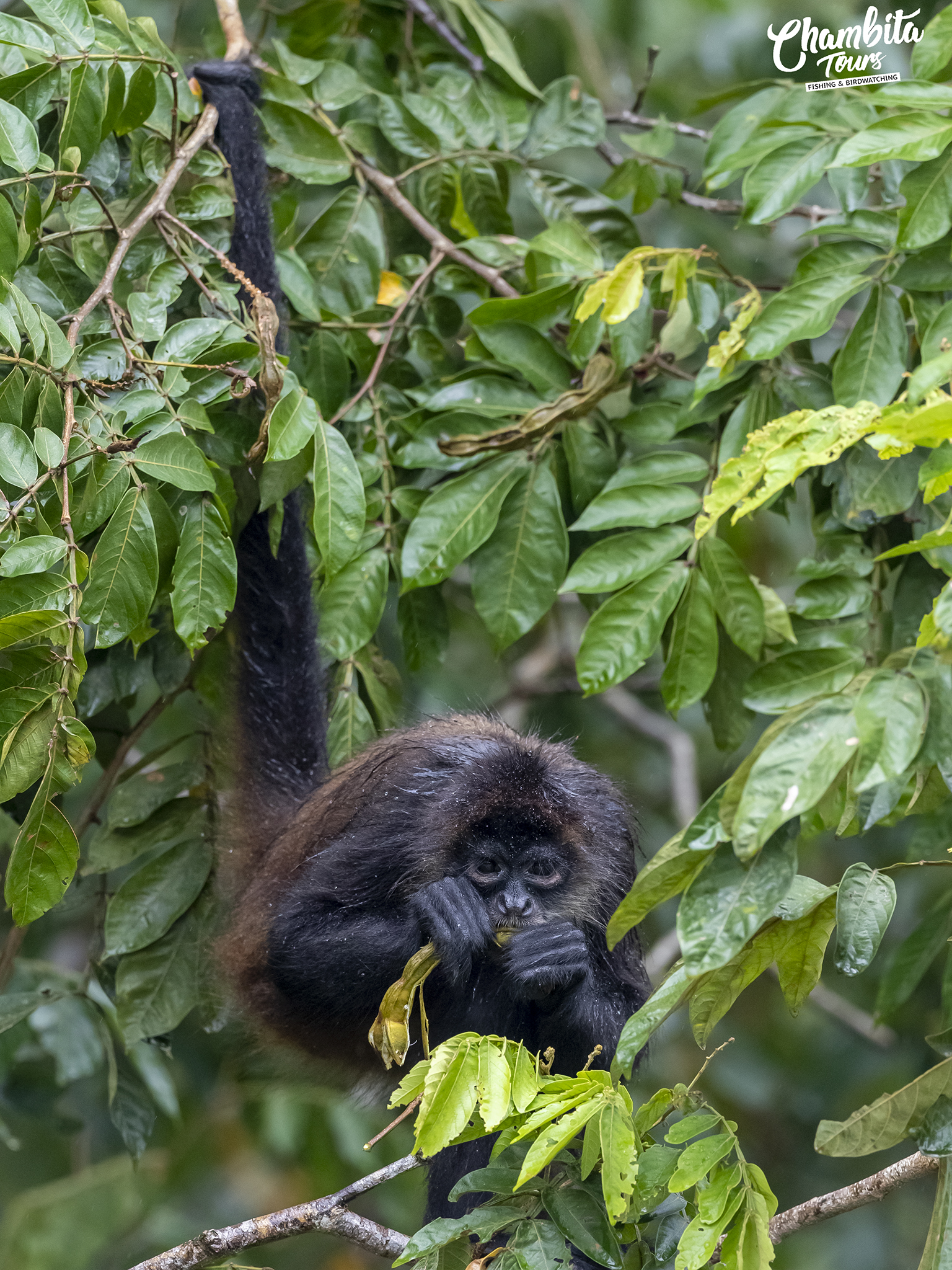 Ateles mono Araña