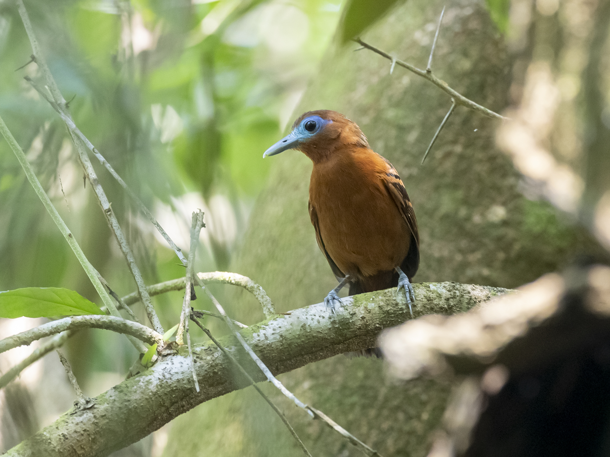 Gymnocichla nudiceps