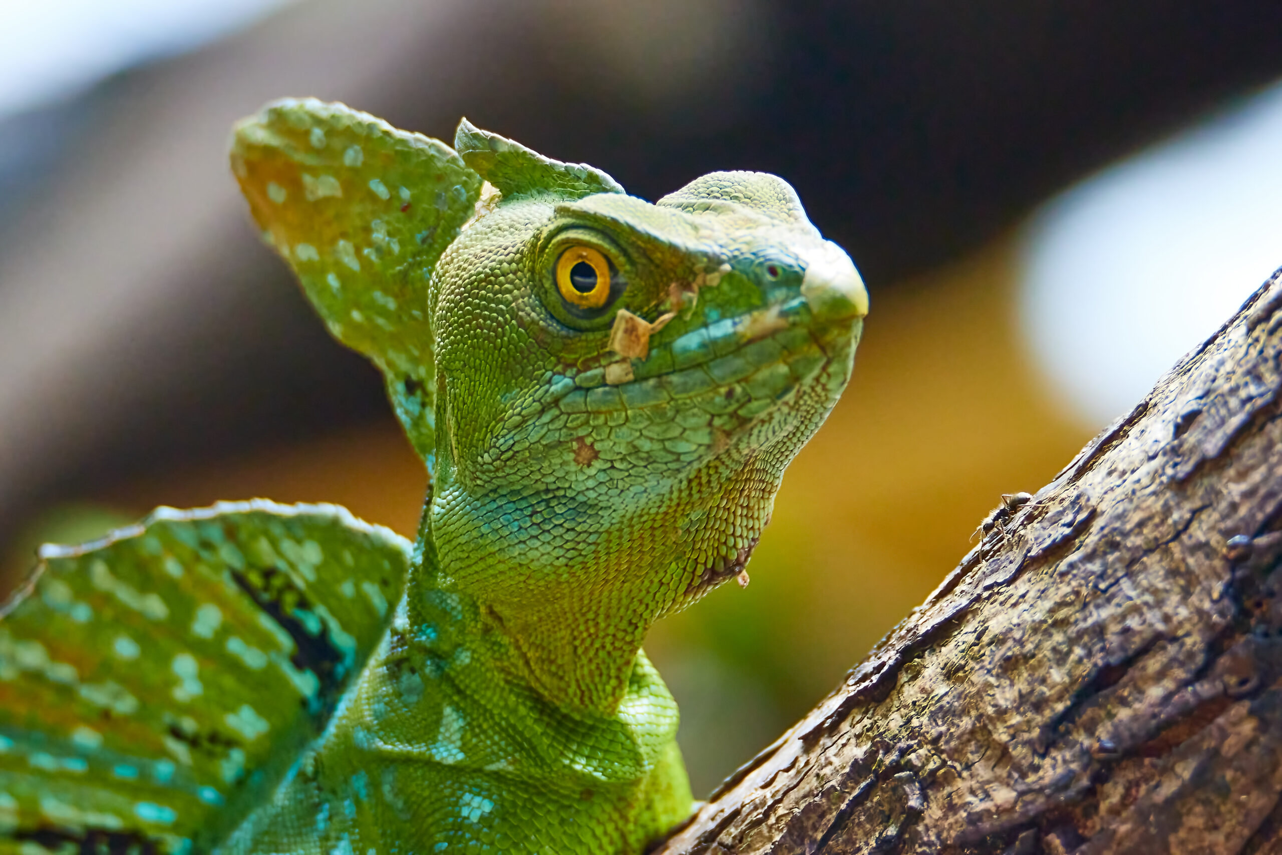 Basiliscus basiliscus