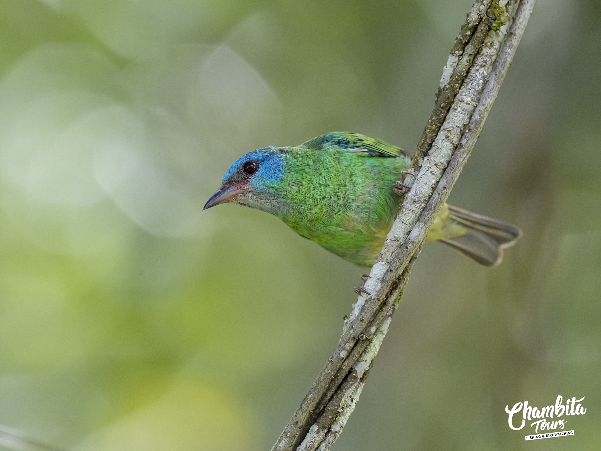 Dacnis cayana