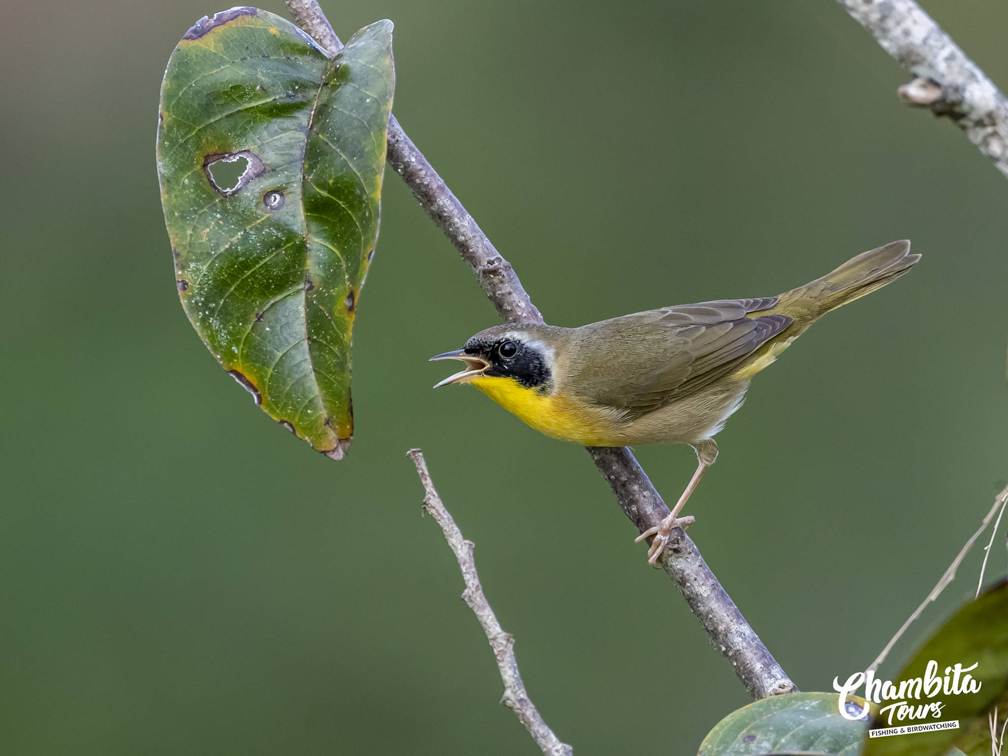 Common yellowtroat