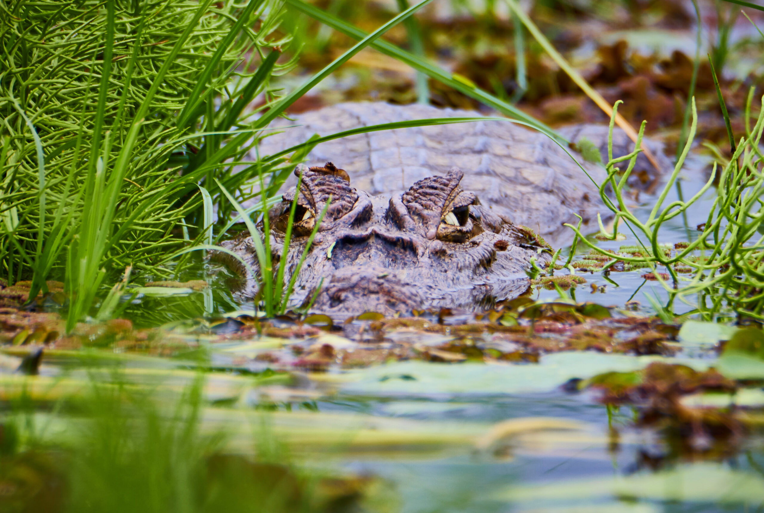 Crocodylus acutus