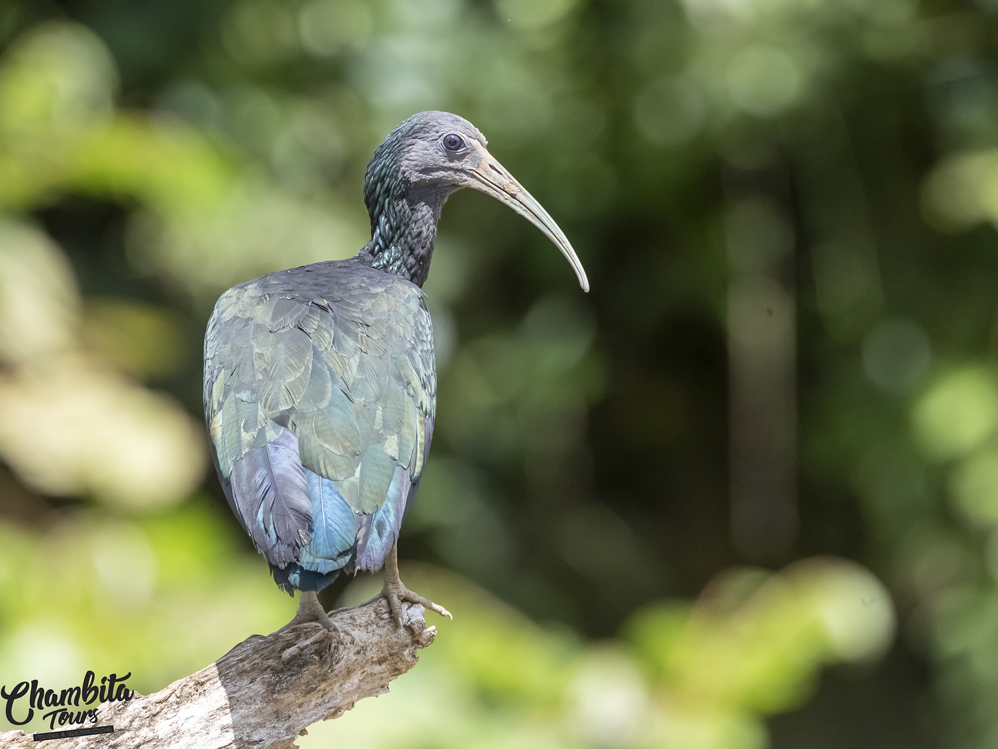 Mesembrinibis cayennensis