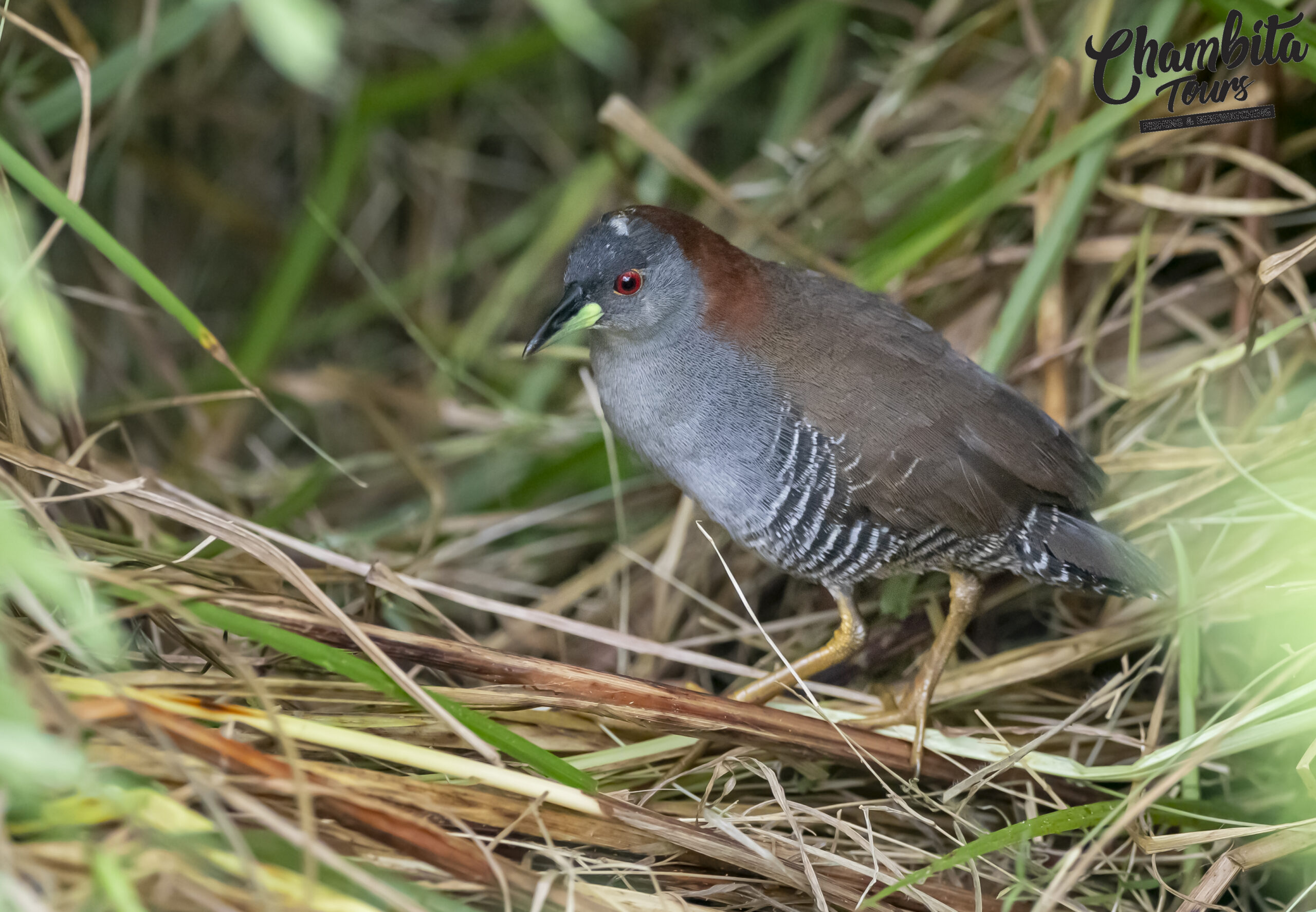 Gruiformes Rallidae