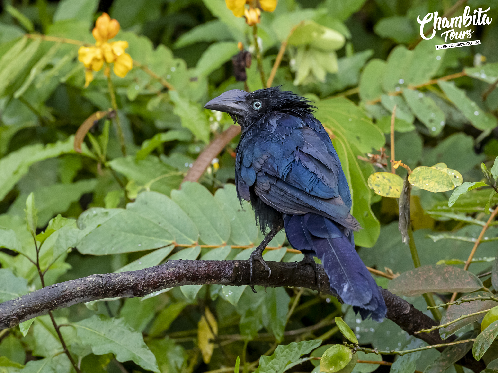 Crotophaga major