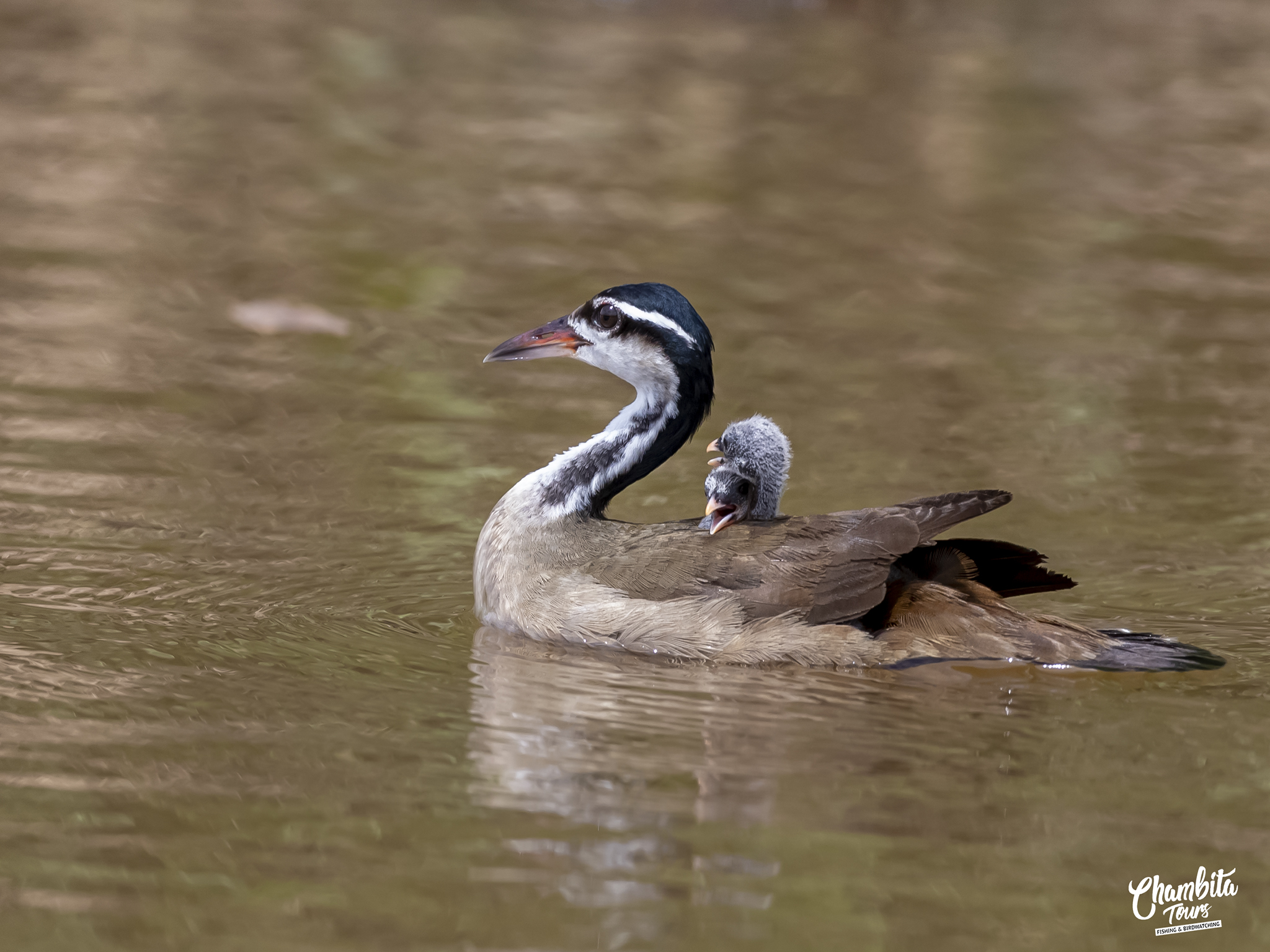 Gruiformes Heliornithidae Sungrebe