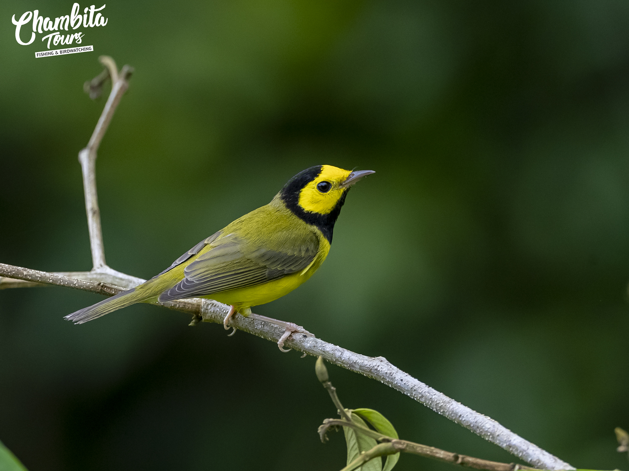 Hooded warbler