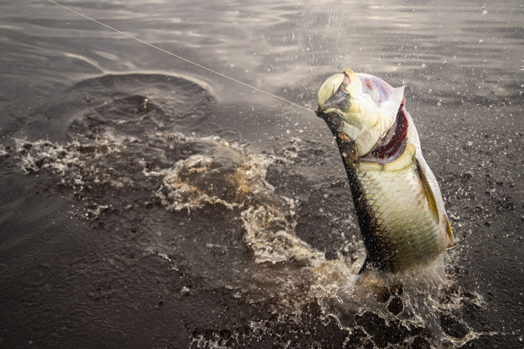 Megalops atlanticus Tarpon