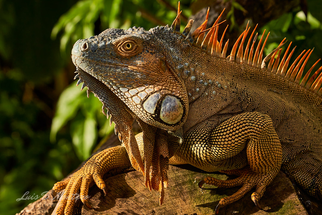 Iguana Garrobo