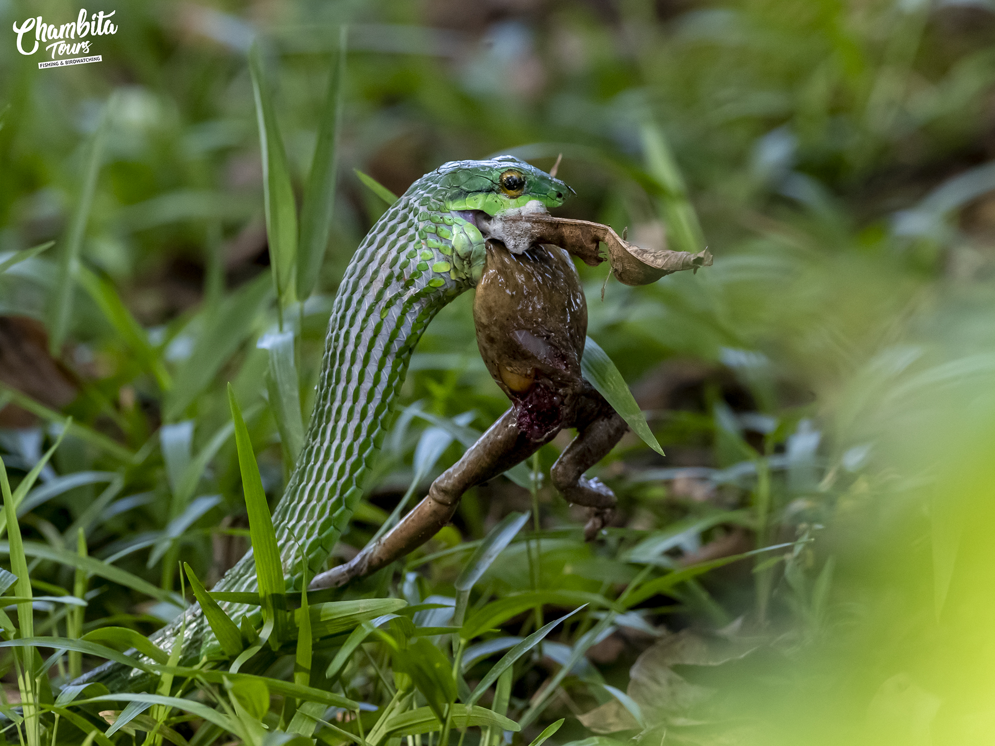 Leptophis occidentalis