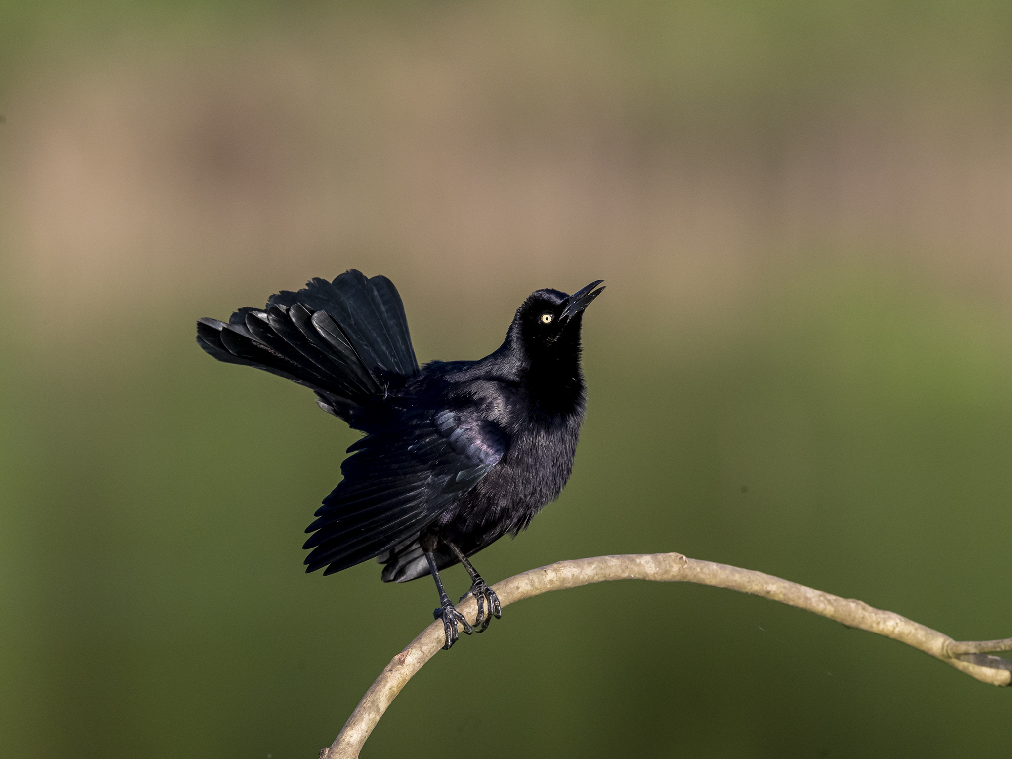 Quiscalus nicaraguensis