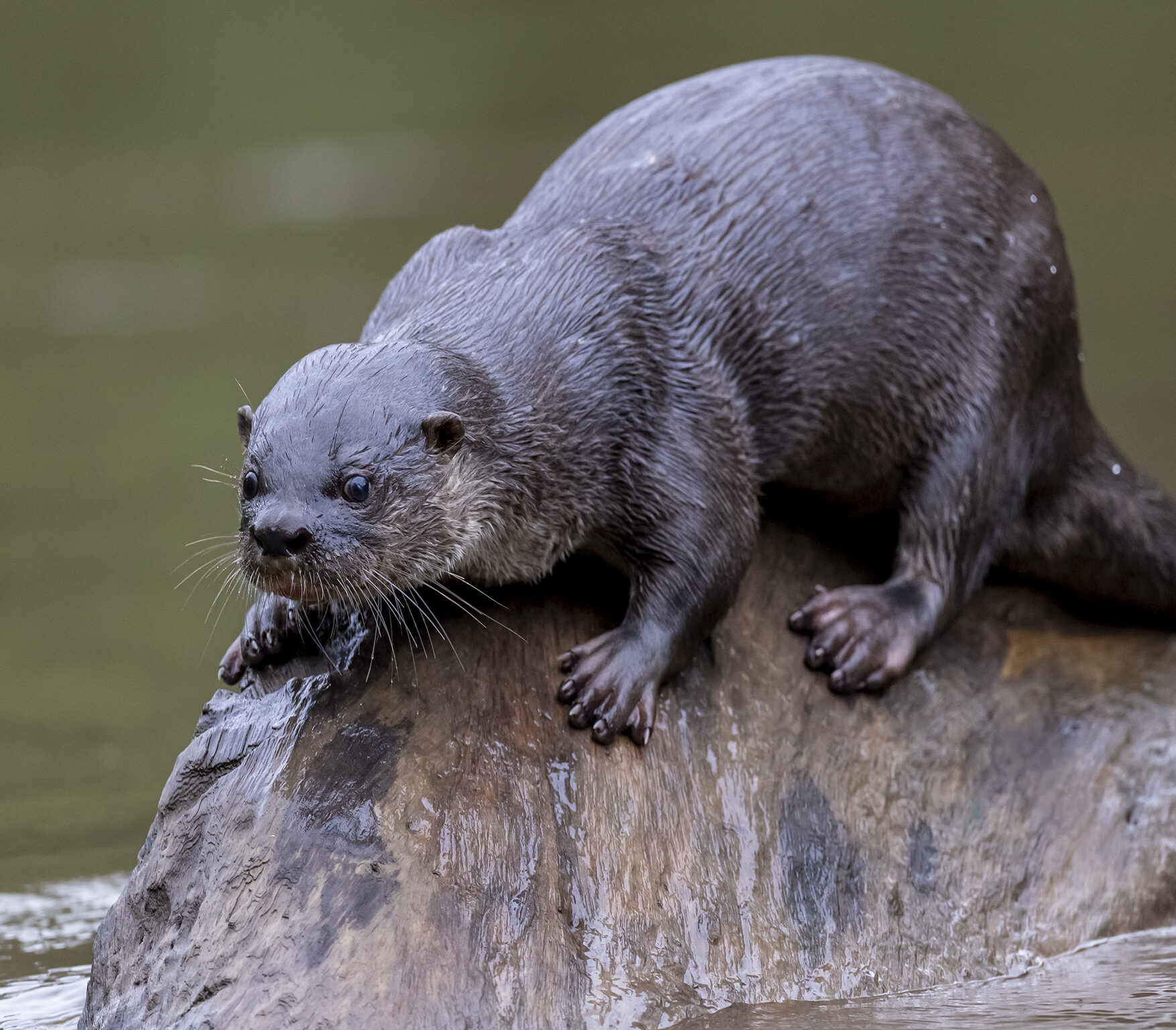 Nutria Otter