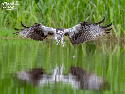 Osprey Aguila Pescadora