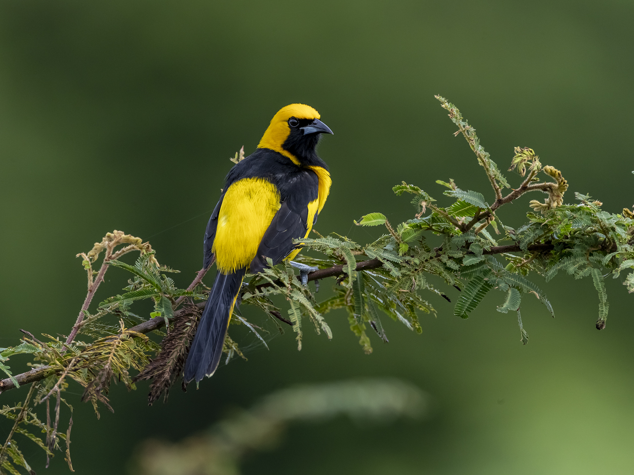 Passeriformes Icteridae