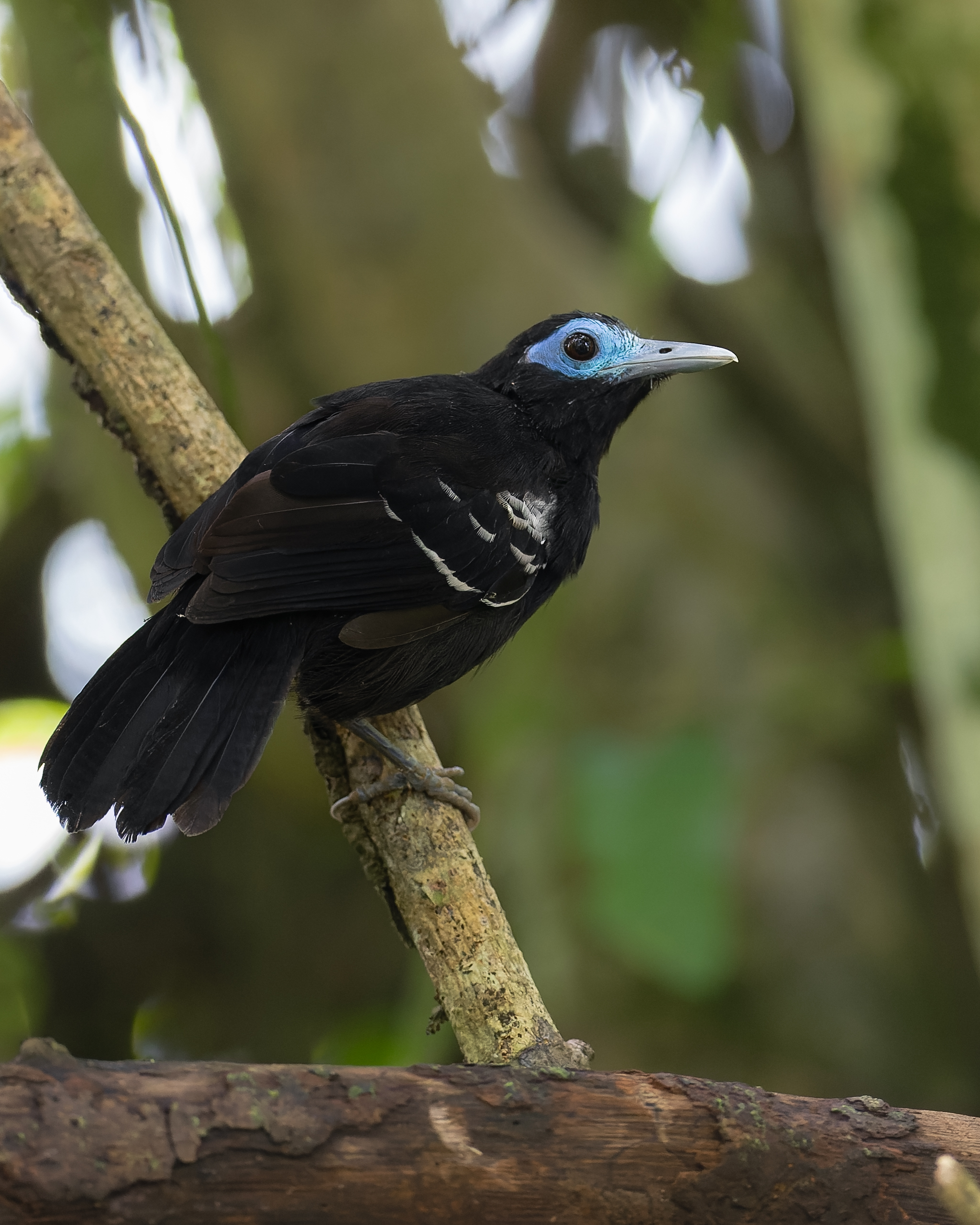 Passeriformes Thamnophilidae