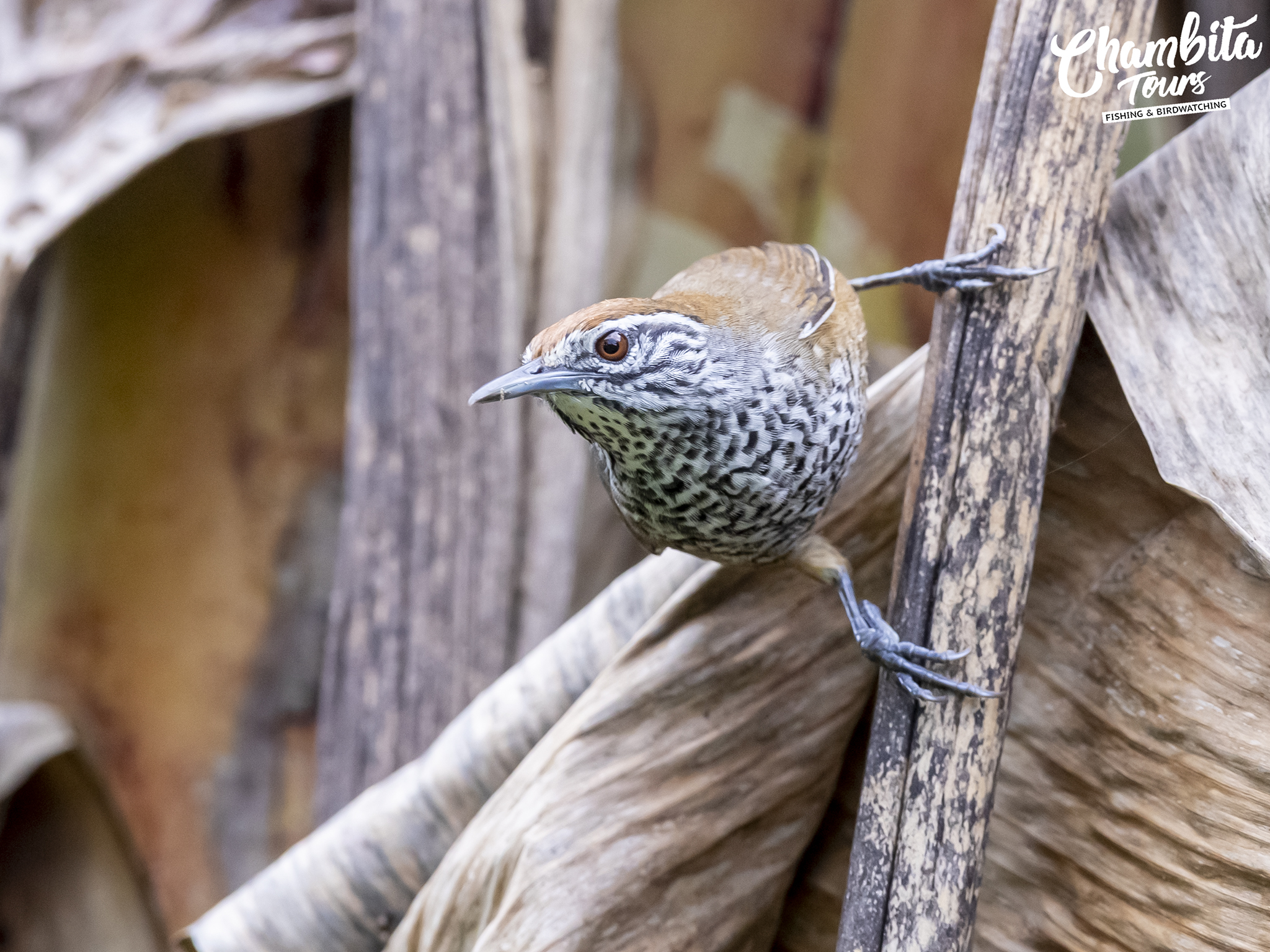 Passeriformes Troglodytidae