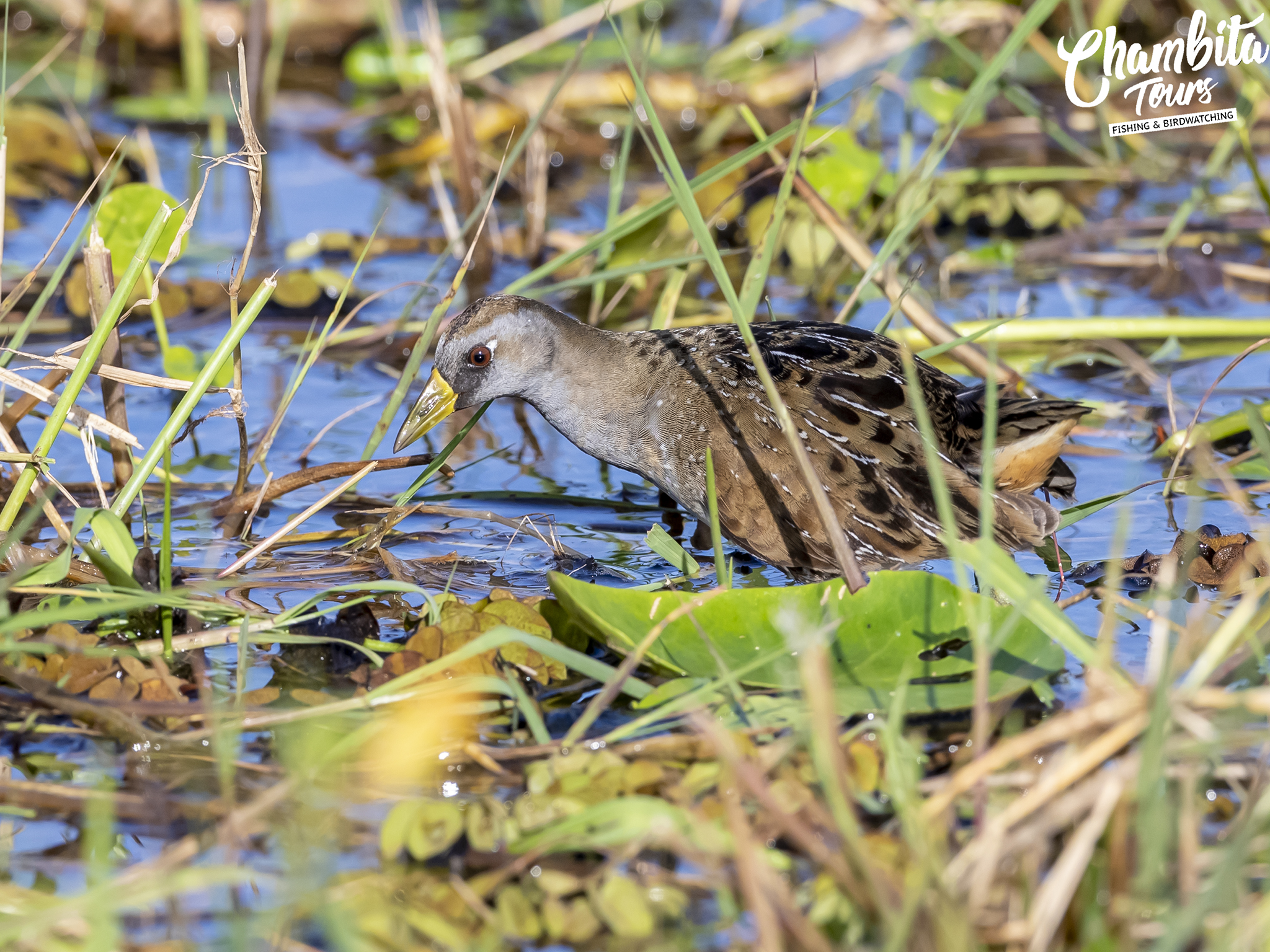 Polluela Sora Porzana carolina