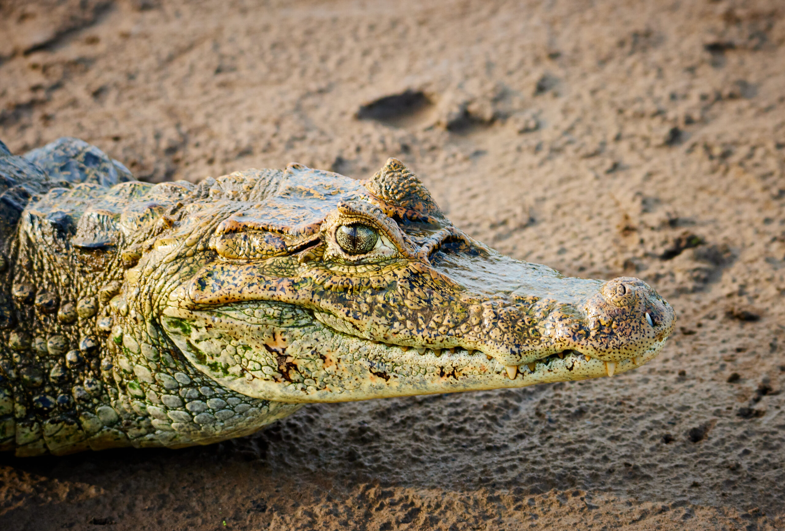 Spectacled Caiman