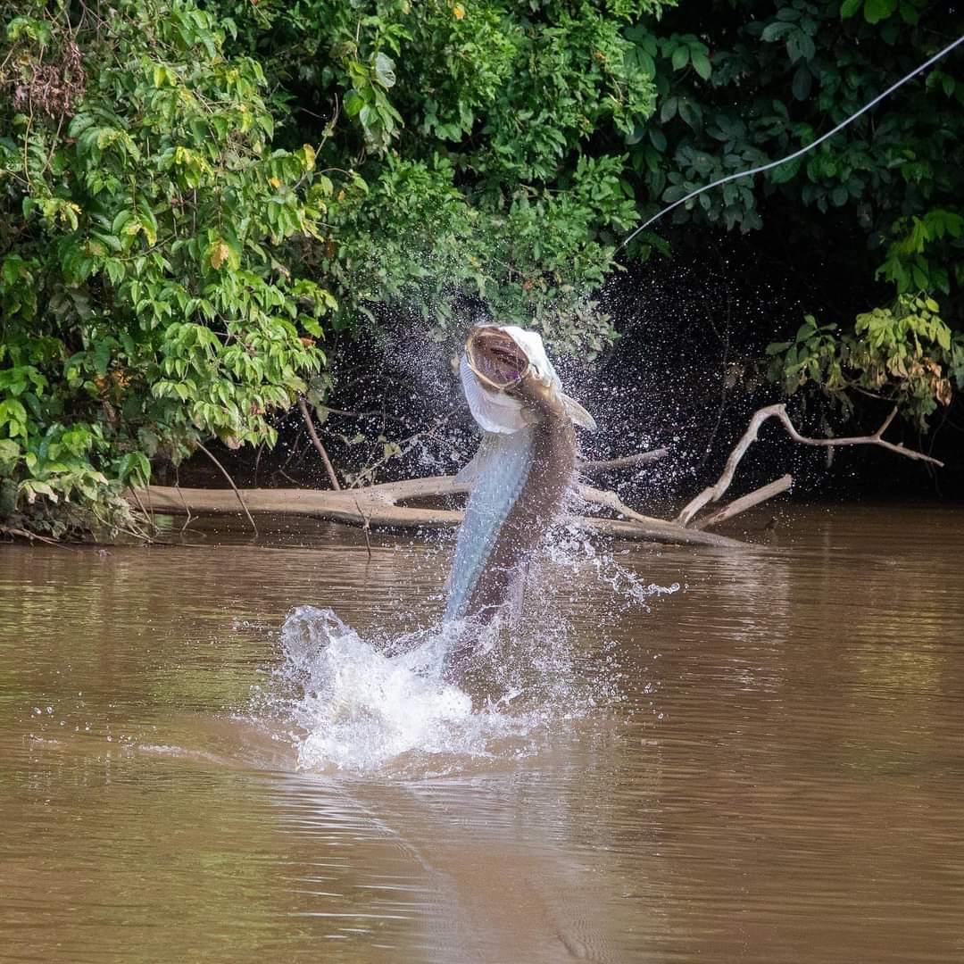 Tarpon Sábalo Real