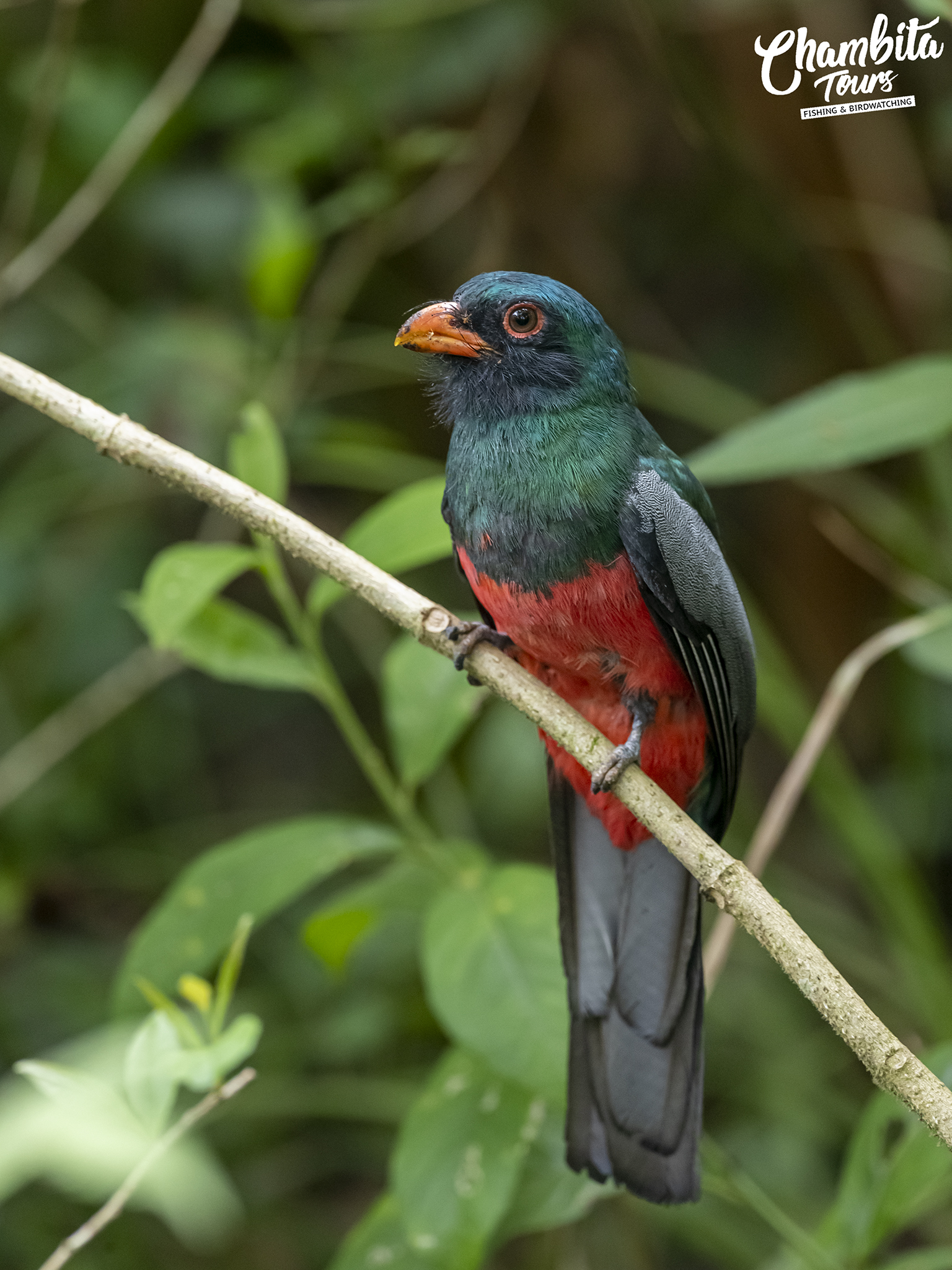 Trogon massena