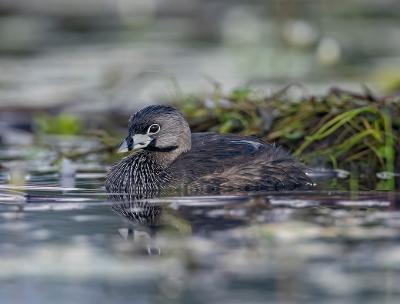 Podilymbus podiceps